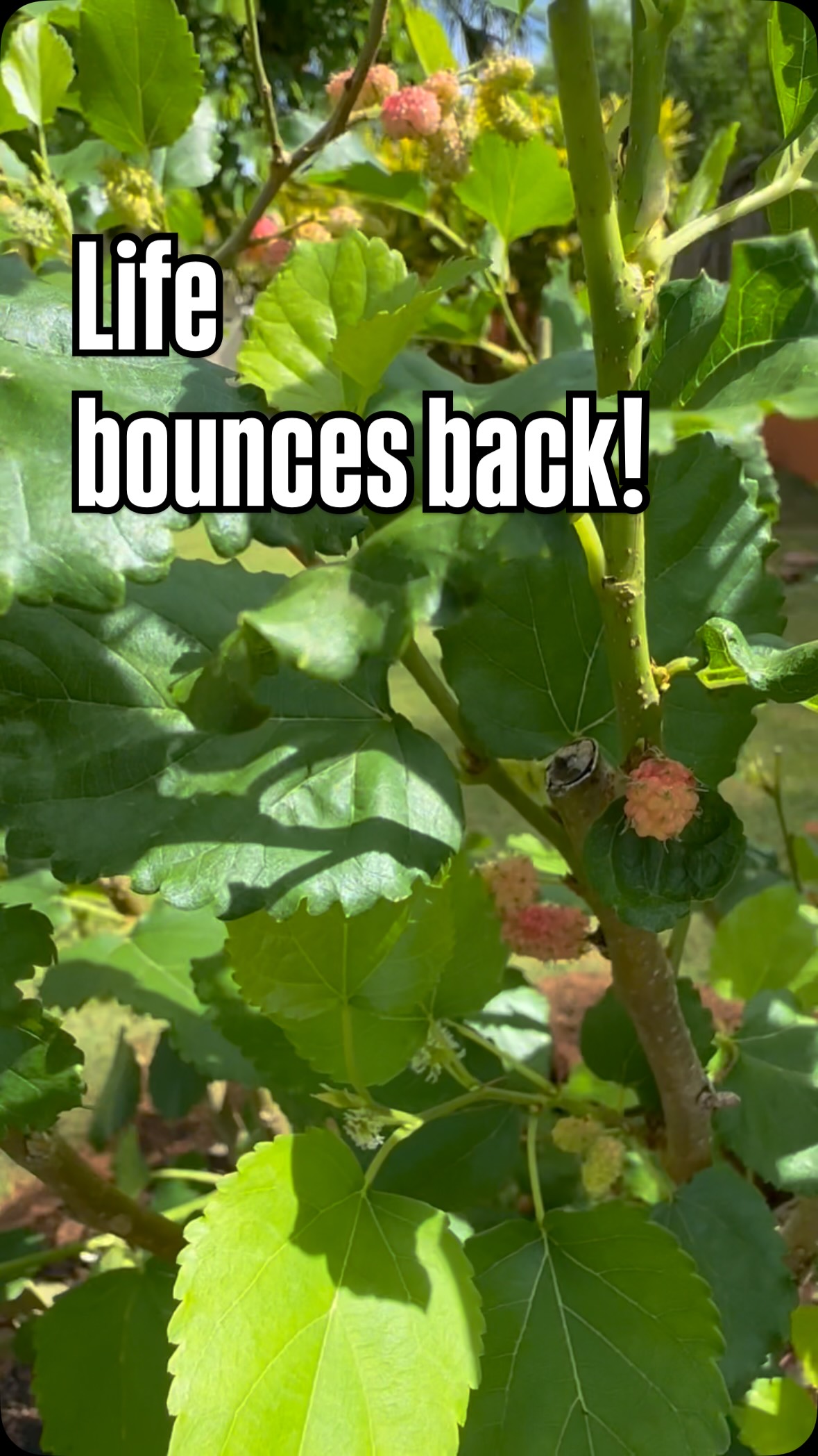 I can’t believe how resilient this mulberry tree is! In just a month, it has grown back all its leaves and I see many baby mulberries😍 Amazing. #nature #mulberry #afterthestorm #grow #littlethingsiifethatmakemehappy